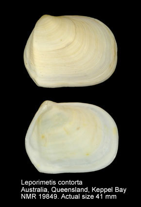Leporimetis contorta.jpg - Leporimetis contorta (Deshayes,1855)